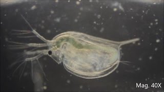 Daphnia magna under the Microscope [upl. by Bower445]