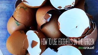 How to use Eggshells in the Garden [upl. by Avigdor]