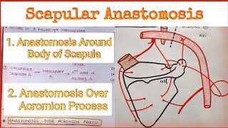 Scapular Anastomosis  Anastomosis Around Scapula [upl. by Aihset966]