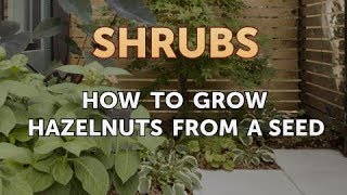 How to Grow Hazelnuts From a Seed [upl. by Norak]