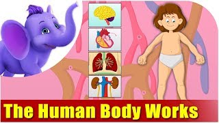 How the Human Body Works  Kids Animation Learn Series [upl. by Hertha]