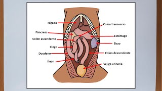 Abdomen del perro  Anatomía veterinaria [upl. by Mirabel]