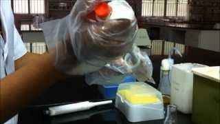 How to isolate Plasmid DNA [upl. by Larissa]