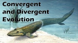 Convergent and Divergent Evolution by Natural Selection [upl. by Questa832]