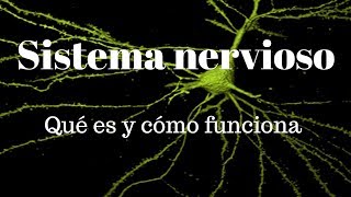 SISTEMA NERVIOSO Qué es y cómo funciona [upl. by Piane]