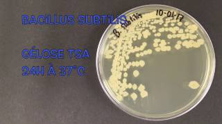 Bacillus subtilis [upl. by Neehsar]