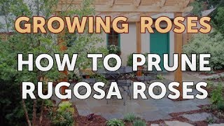 How to Prune Rugosa Roses [upl. by Quartis235]