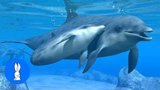 Wild Dolphins Swimming in HD Compilation [upl. by Ierbua]