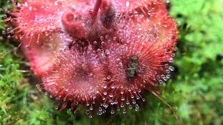 Fastest Carnivorous Sundew Plant Macro Time Lapse Drosera Burmannii [upl. by Eziechiele358]