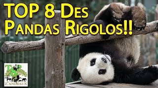 Top 8 Des Pandas Rigolos [upl. by Lunetta276]