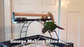 Green Cheek Conure Making Noises 2 [upl. by Assyl359]