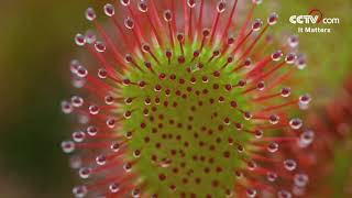 Drosera A magical plant that hunts insects CCTV English [upl. by Anahcra]