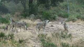 Lobos Aullando  Howling Wolves [upl. by Redmund625]