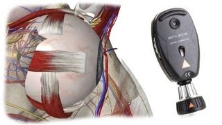 Fundoscopy in 5 min [upl. by Amr]