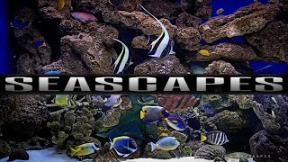 SEASCAPES MARINE AQUARIUM FOR EVERYONE [upl. by Morganne345]