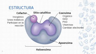 Enzimas de restricción [upl. by Lexa]