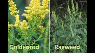 Goldenrod Vs Ragweed  Whats the difference [upl. by Alathia566]