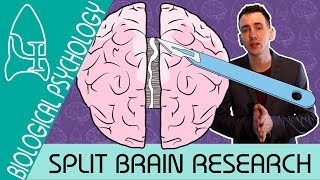 Split Brain Research  Biological Psychology  Biological Psychology AQA ALevel [upl. by Eidac]