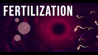 WHAT IS FERTILIZATION [upl. by Notyalc]