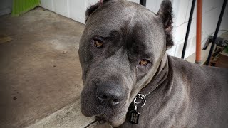 CANE CORSO protection skills [upl. by Blakely]