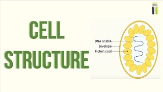 ALevel Biology Revision  Part 21  Cell Structure [upl. by Capello]