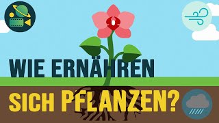 Wie ernähren sich Pflanzen  Film Planet [upl. by Anisor]