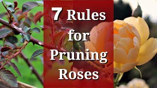 7 Rules for Pruning Roses [upl. by Keily]