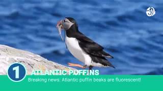 Top 4 Astounding Sea Birds [upl. by Avah610]