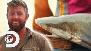 Researcher Discovers An “Extinct” Pondicherry Shark  Extinct Or Alive [upl. by Wenda]