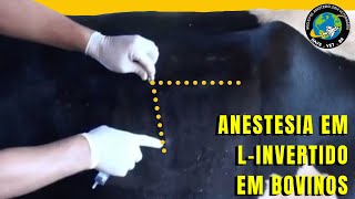 🐮 Como fazer L INVERTIDO EM BOI [upl. by Aihsotal]