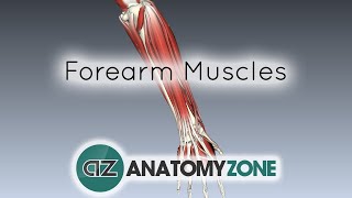 Forearm Muscles Part 1  Anterior Flexor Compartment  Anatomy Tutorial [upl. by Mccurdy]