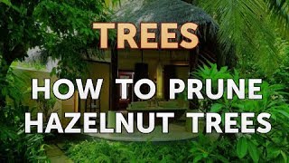 How to Prune Hazelnut Trees [upl. by Beichner]