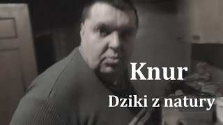 Knur  Dziki z natury  film przyrodniczy [upl. by Netneuq550]