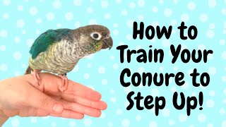 How to Teach Your Conure to Step Up  Parrot Training  BirdNerdSophie [upl. by Kuehn]