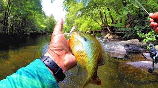 The BEST Lures For Creek Fishing Multiple Species [upl. by Aerona]