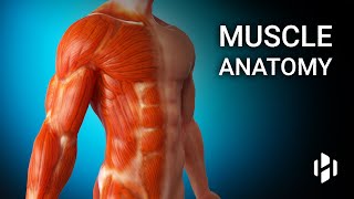 Anatomy of Human Muscles [upl. by Kraus]