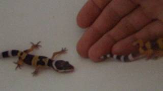 Screaming Baby Leopard Gecko [upl. by Olag]