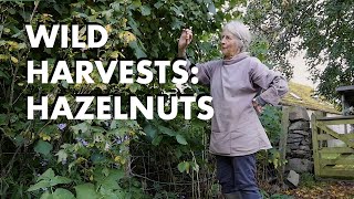 Wild Harvests Hazelnuts [upl. by Atazroglam]