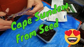 Planting Drosera Capensis from seed  planting to Sprouting [upl. by Annekam]