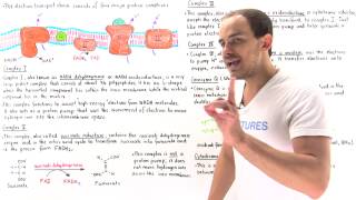 Metabolism  Mobilization of Triglycerides [upl. by Ansilma]