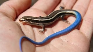 Juvenile Bluetailed Western Skink  Reptiles of BC [upl. by Ainsworth]