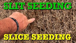 SLIT SEEDING and SLICE SEEDING A YARD [upl. by Eihcra]