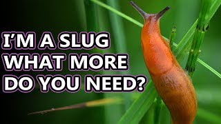 Slug Facts the Land GASTROPOD  Animal Fact Files [upl. by Krystyna395]