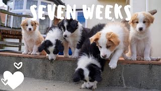 Day in the life with seven week old border collie puppies [upl. by Jedd547]