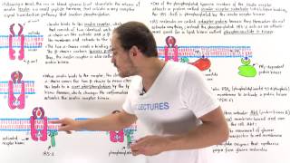 Insulin Signal Transduction Pathway [upl. by Anna566]