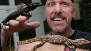 Socializing baby water monitors Taming your lizard [upl. by Annonyw]