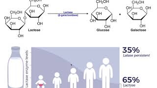 Lactase amp the Mechanism of Lactose Intolerance [upl. by Eirrek]