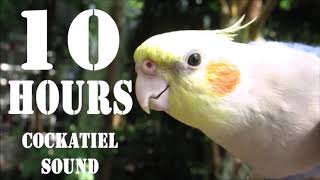 Cockatiel Sound 10 Hours Cockatiel Singing for Cockatiels [upl. by Lammond]