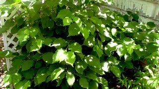 How to grow Hazelnut  Gardening 101 by Dr Greenthumb [upl. by Idolah280]