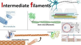 Intermediate filaments structure classification and function [upl. by Latnahs547]